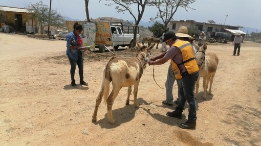 Donkey receiving rabies vaccination, mexico.