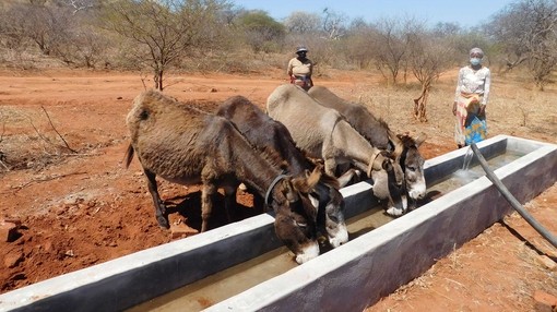 Donkeys drinking from The Donkey Sanctuary funded water point (credit: WLZ).