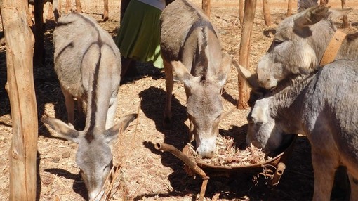 Donkeys eating feed from drought resistant crops.
