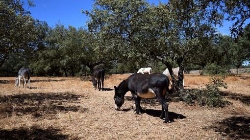 Donkeys in a newly seeded paddock with Oak trees at the Dona Rosa sanctuary.