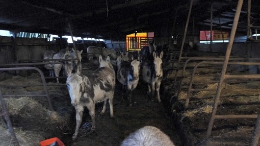 Donkeys looking out from the darkness of a barn in Kidwelly, Carmenthenshire.