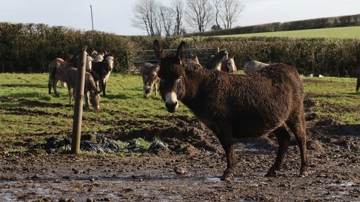Donkeys outside at the rescue site in Kidwelly, Carmarthenshire.