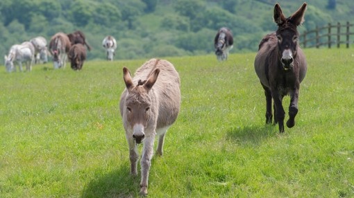 Donkeys running through pasture.