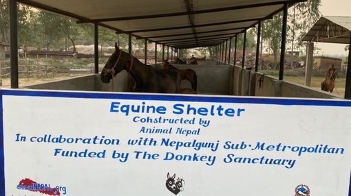 Equine shelter constructed by Animal Nepal in collaboration with Nepalgunj Submetropolitan, funded by The Donkey Sanctuary.
