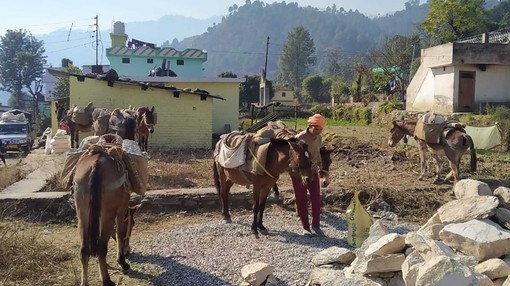 Equines supporting the local economy. Credit: Sanjeevani.