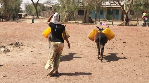 Ethiopia, woman and donkeys collecting water.
