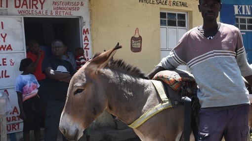 Fredrick, Kenyan donkey owner.