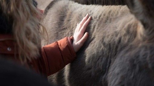 Hand on donkey fur