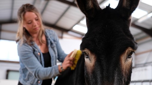 Janneke grooming donkey.