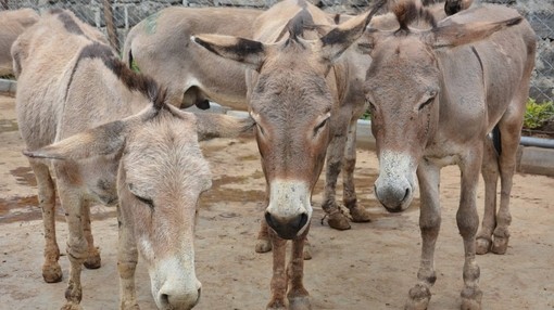 Donkeys at slaughterhouse in Kenya.