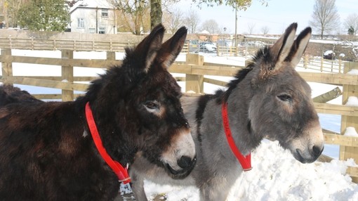 Laurel and Hardy in the snow.