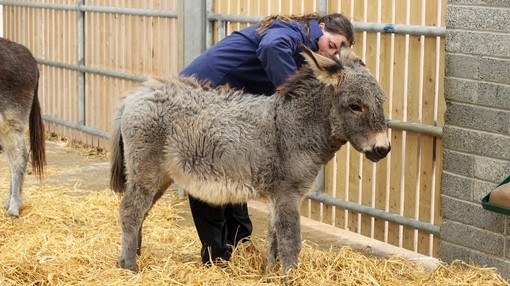 Orphaned foal Milana thriving in sanctuary care.