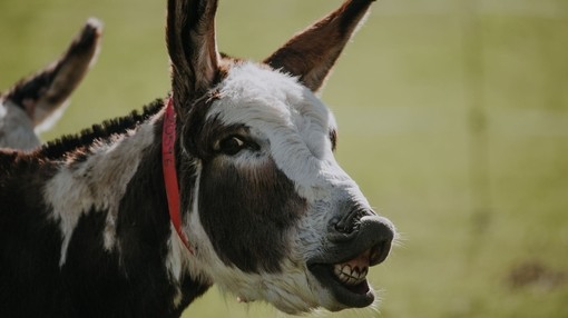 Neddy's Flehmen response.