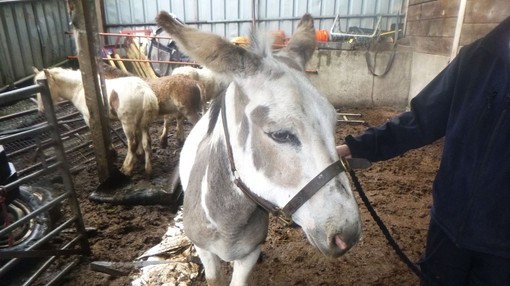 Donkey Oliver at the West Midlands scrapyard.