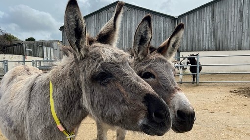 Polly with donkey friend.