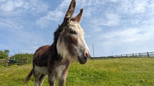 Seren's chewing comfortably following removal of 12 teeth.