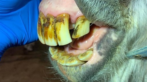 Seren's chewing comfortably following removal of 12 teeth.