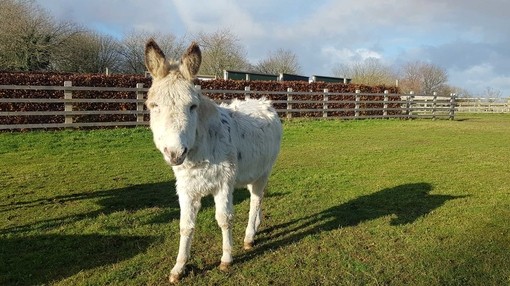 Spinney fully recovered in his field.