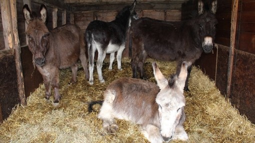 Stable at Whitby filled with equines.