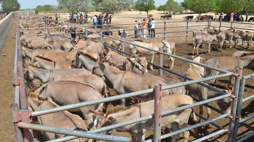 Pens of donkeys at market in Tanzania.