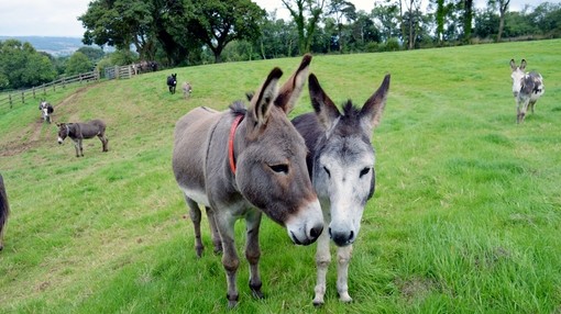 Timmy and Tommy after rescue.