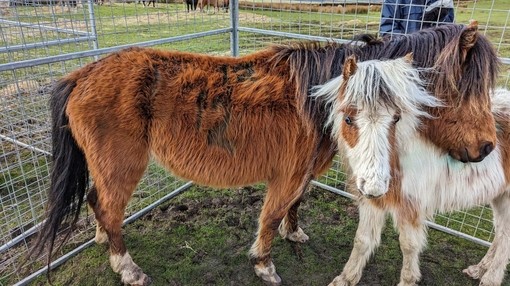 Two ponies rescued during the Gelligaer operation. Credit: RSPCA.
