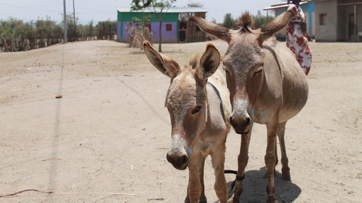 Two donkeys in Ethiopia.