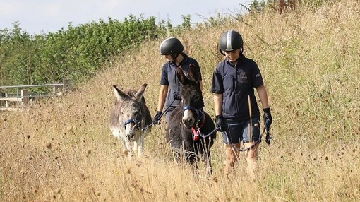 Donkeys are playing a key role in an innovative conservation scheme encouraging the growth of wildflowers.