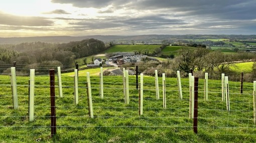 Woods Farm view, with new trees in foreground.