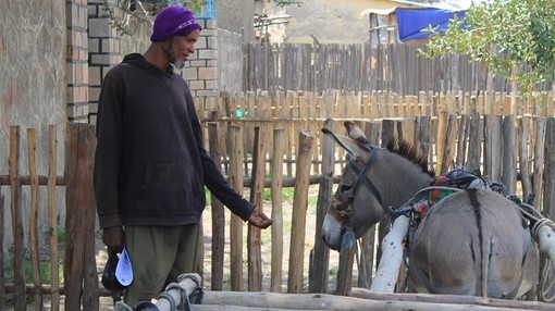 Working donkey with man in Ethiopia.