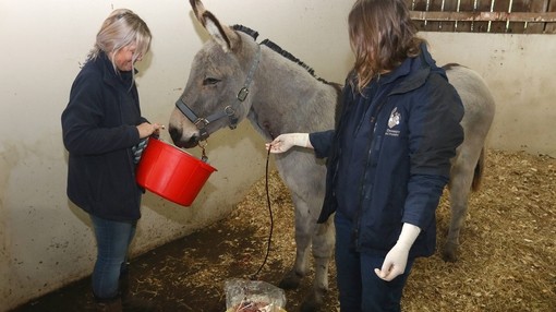 Farthing enjoys treats while donating blood