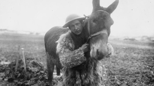 British soldier with a mule
