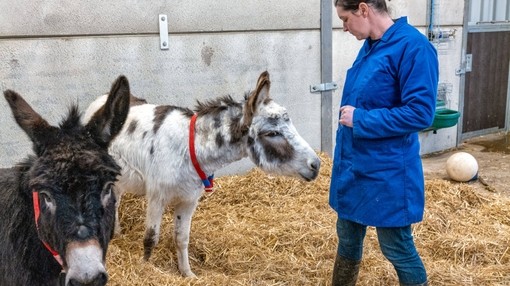 A curious donkey at rehoming unit 5