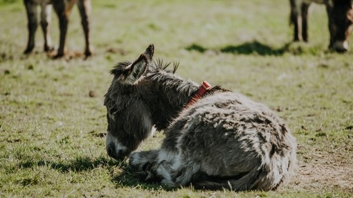 Donkey lying down in field.
