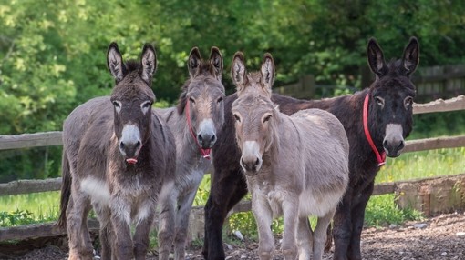 Four donkeys stood together in their paddock