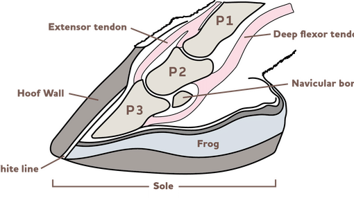 A section view through the donkey's foot.