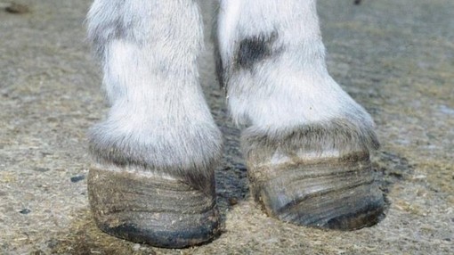Donkey with laminitis
