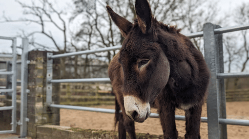 Nigel stood by a fence.