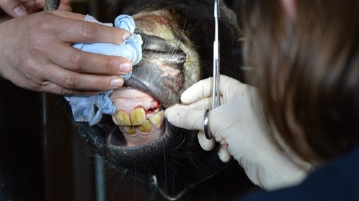 Partlan during dental surgery
