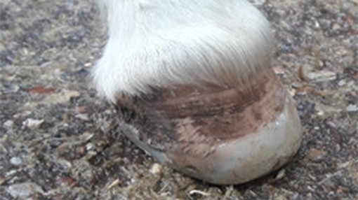Reconstructed hoof wall