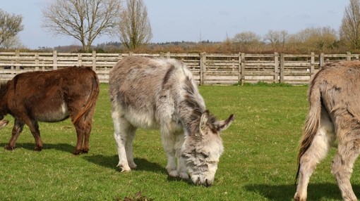 Ricky the miniature donkey