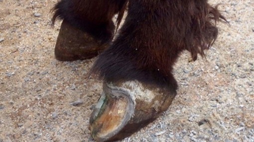 Severely resected hoof wall