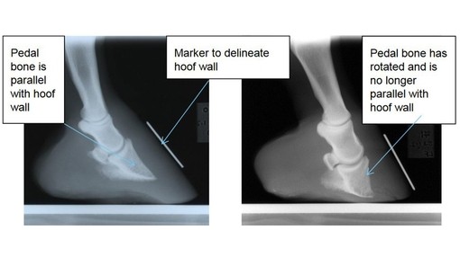 X-rays showing donkeys pedal bone