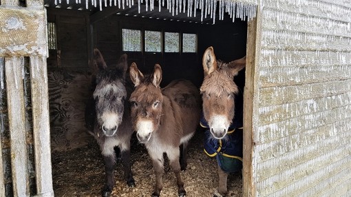 Three donkeys taking shelter