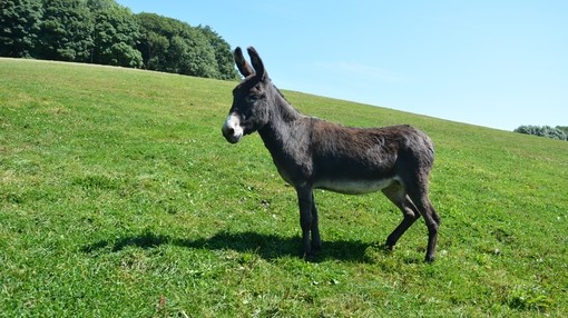 Dora after successfully recovering in our care
