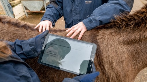 Ears Assessment by research team
