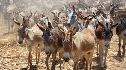 Free roaming donkeys in Brazil
