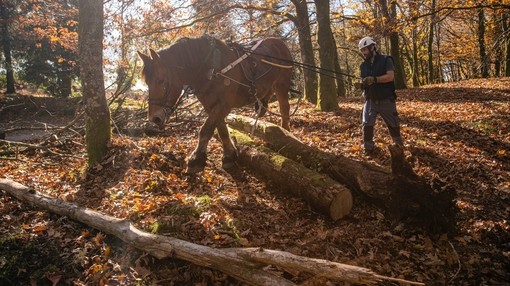 Joao with working equid