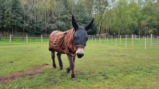 Shocks in his rug wearing a fly mask