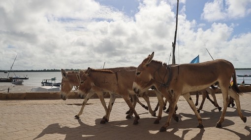Working donkeys in Lamu Old Town